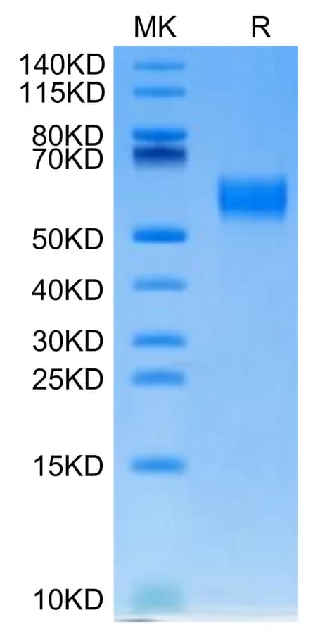 Bis-Tris PAGE Data