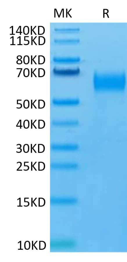 Bis-Tris PAGE Data