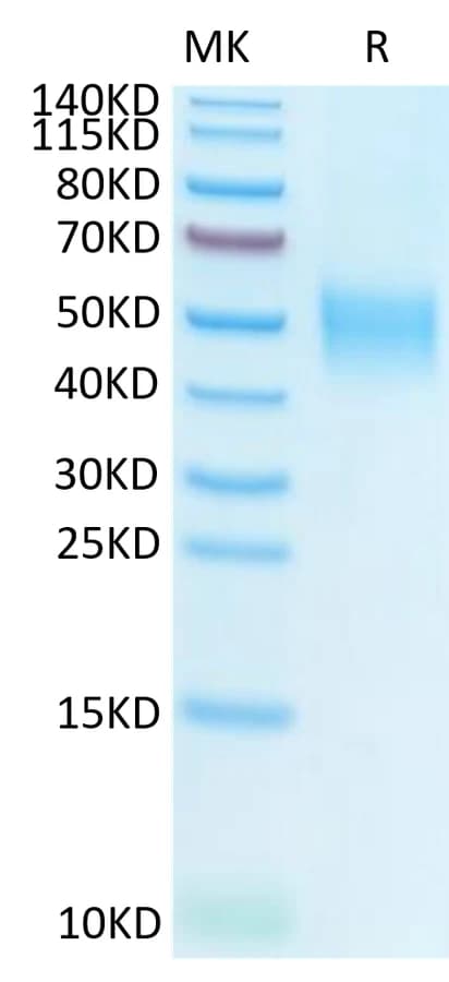 Bis-Tris PAGE Data