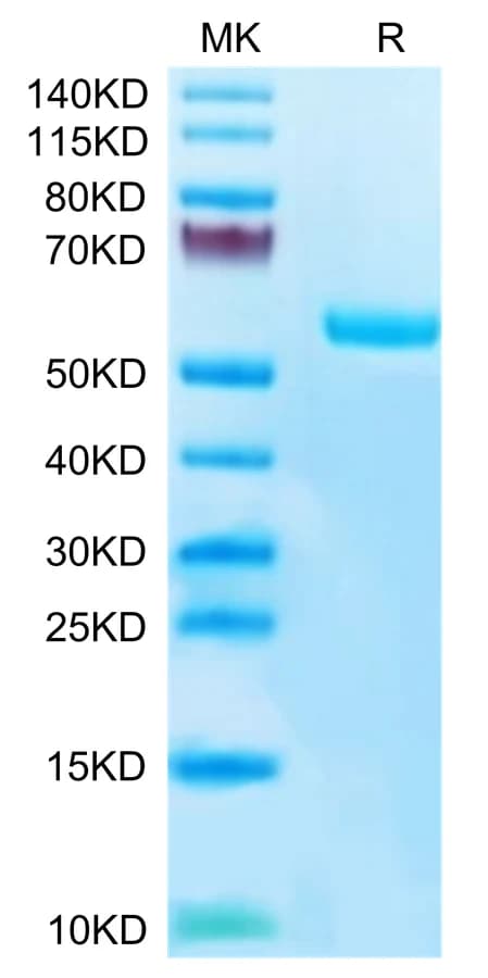 Bis-Tris PAGE Data