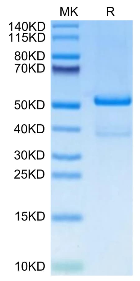 Bis-Tris PAGE Data