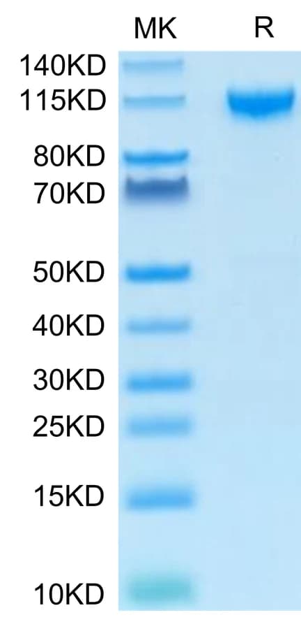 Bis-Tris PAGE Data