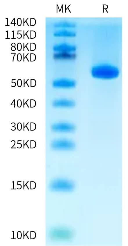 Bis-Tris PAGE Data