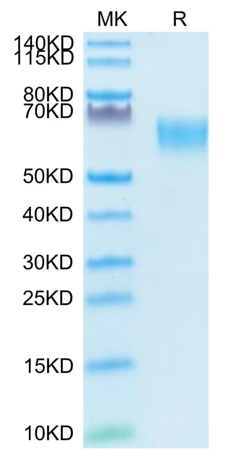 Bis-Tris PAGE Data
