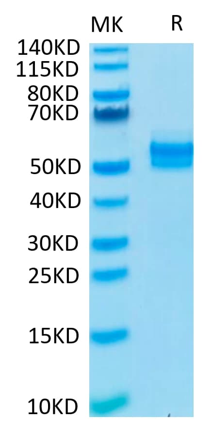 Bis-Tris PAGE Data