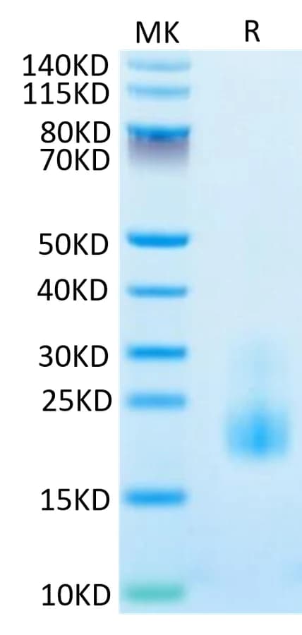 Bis-Tris PAGE Data