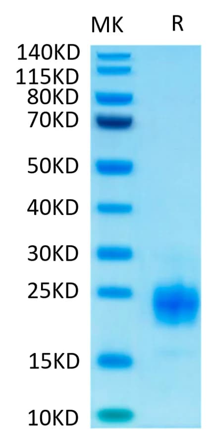 Bis-Tris PAGE Data