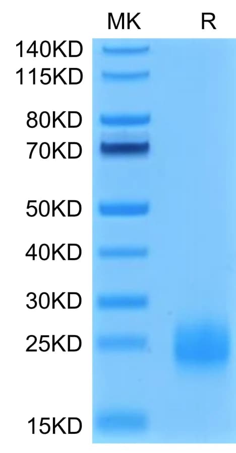 Bis-Tris PAGE Data