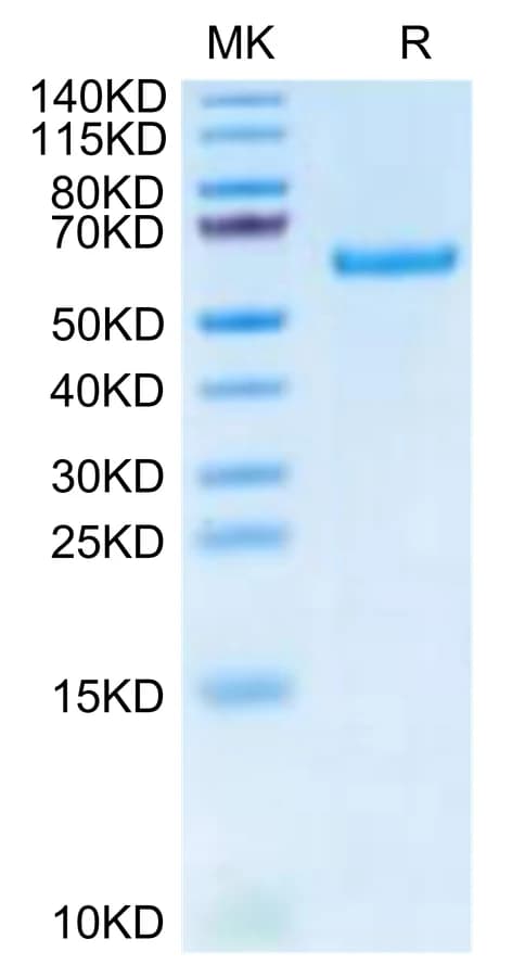 Bis-Tris PAGE Data