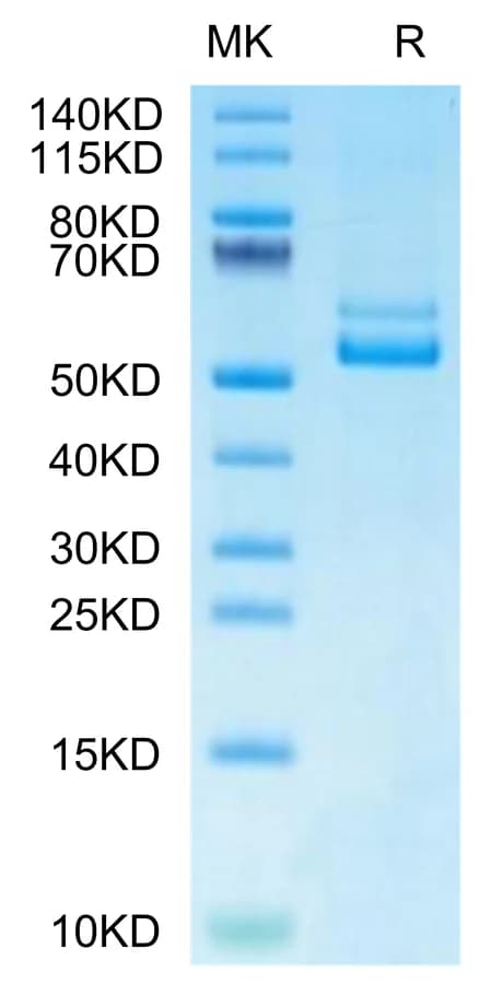 Bis-Tris PAGE Data