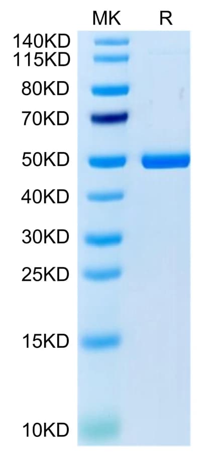 Bis-Tris PAGE Data
