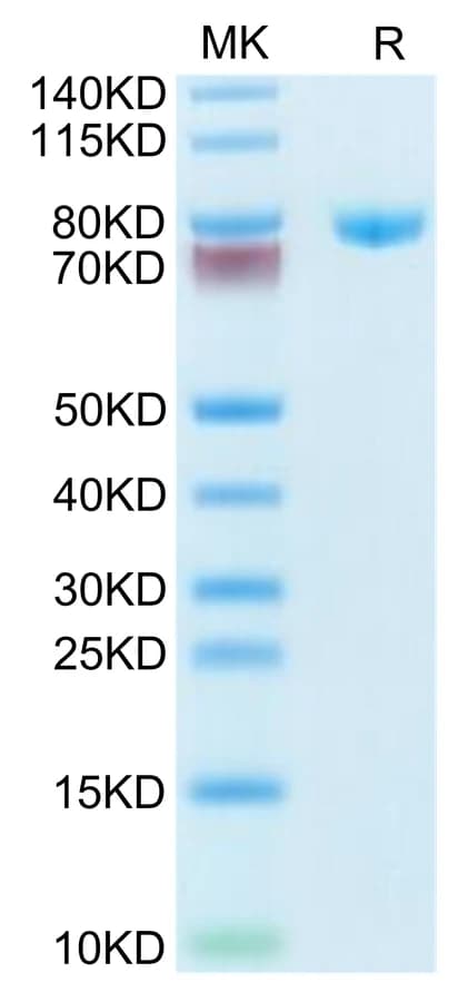 Bis-Tris PAGE Data