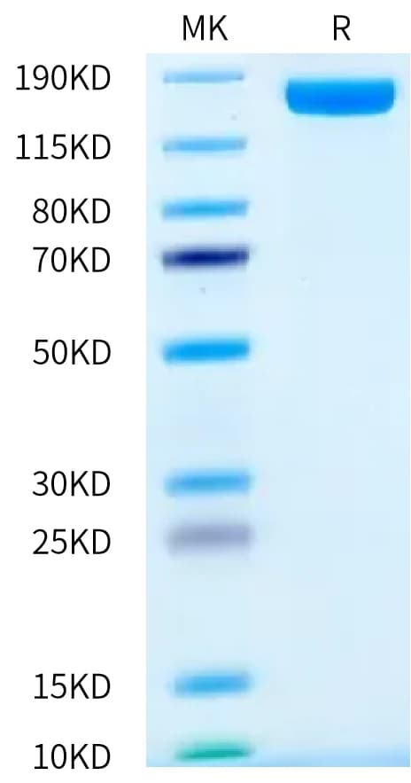 Bis-Tris PAGE Data