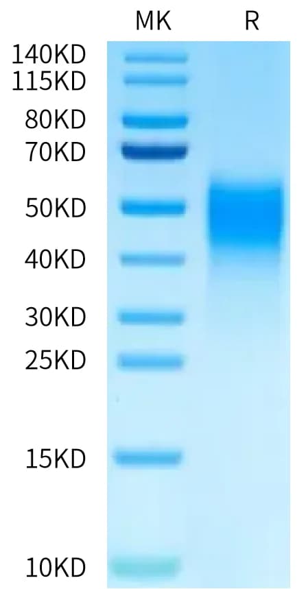 Bis-Tris PAGE Data