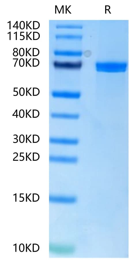 Bis-Tris PAGE Data