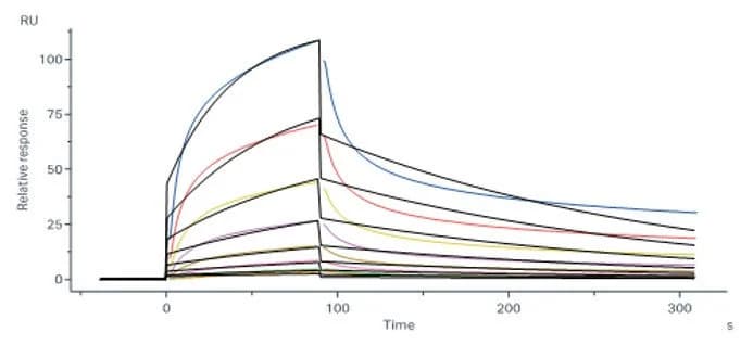 SPR sensorgrams for rituximab binding to full-length CD20 nanodisc protein
