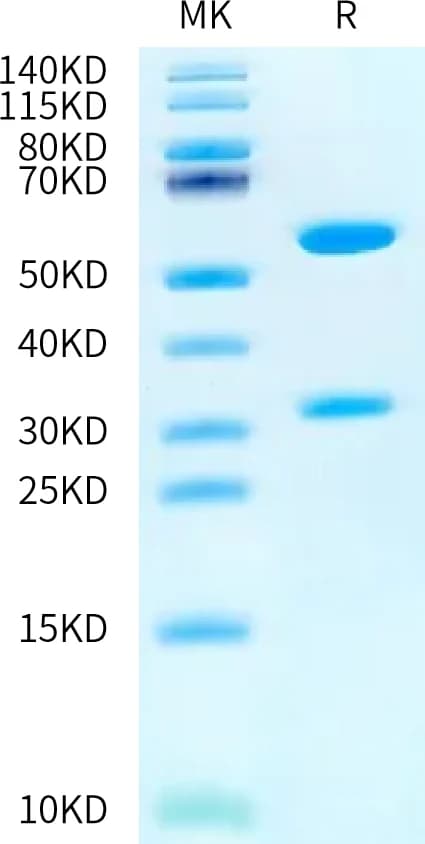 Bis-Tris PAGE Data