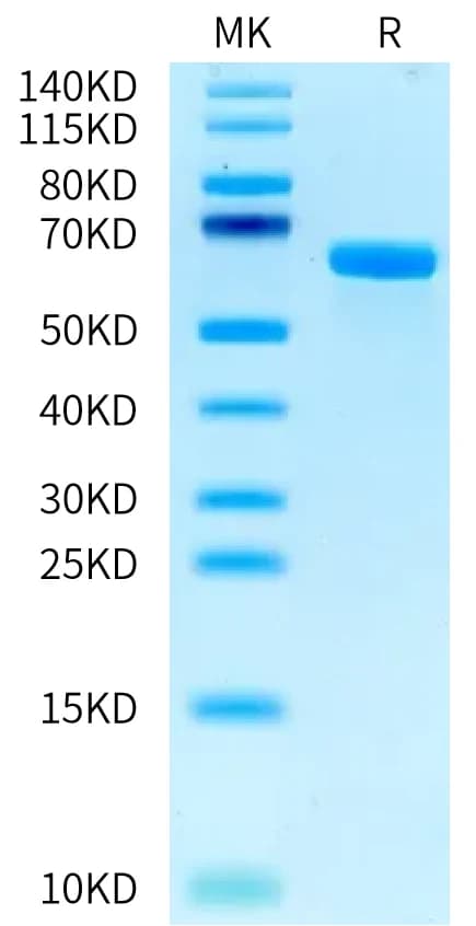 Bis-Tris PAGE Data