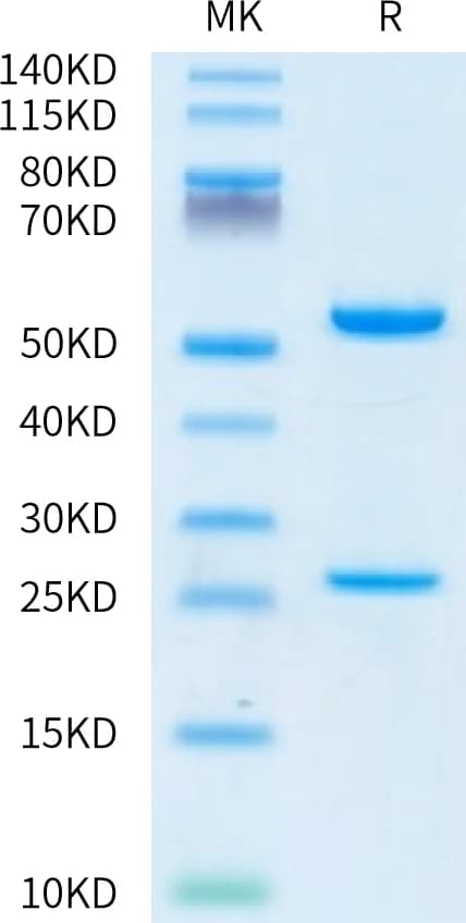 Bis-Tris PAGE Data