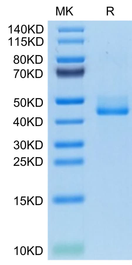 Bis-Tris PAGE Data