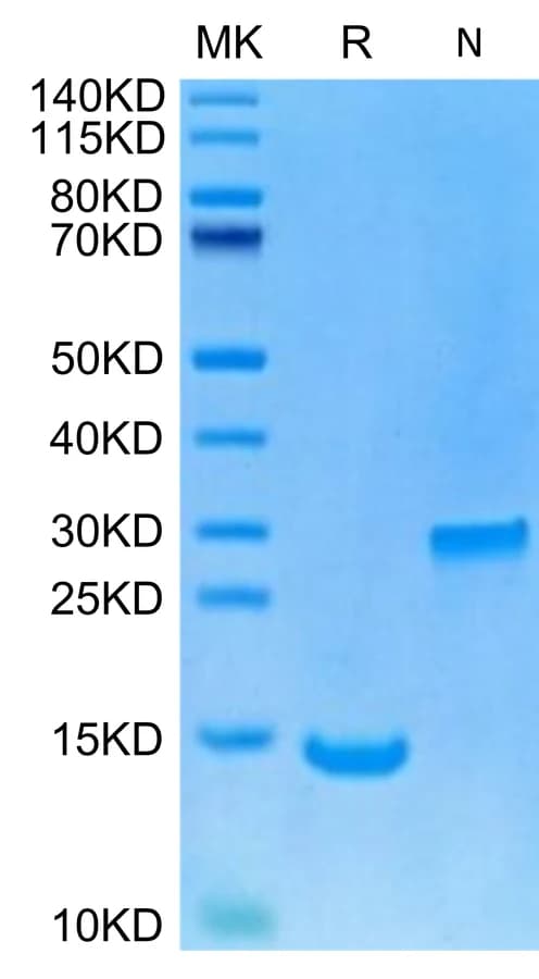 Bis-Tris PAGE Data