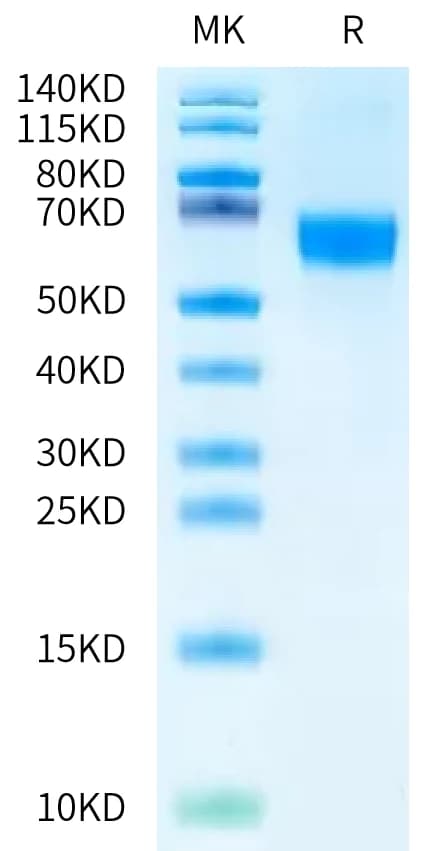 Bis-Tris PAGE Data