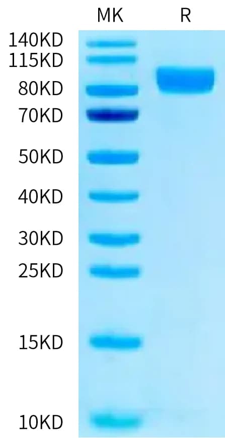 Bis-Tris PAGE Data