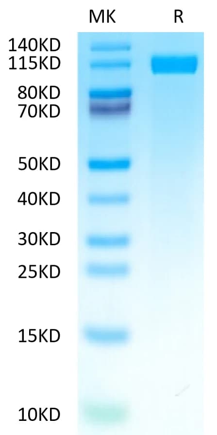 Bis-Tris PAGE Data