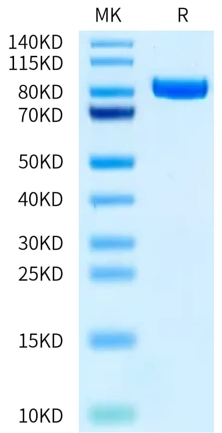 Bis-Tris PAGE Data