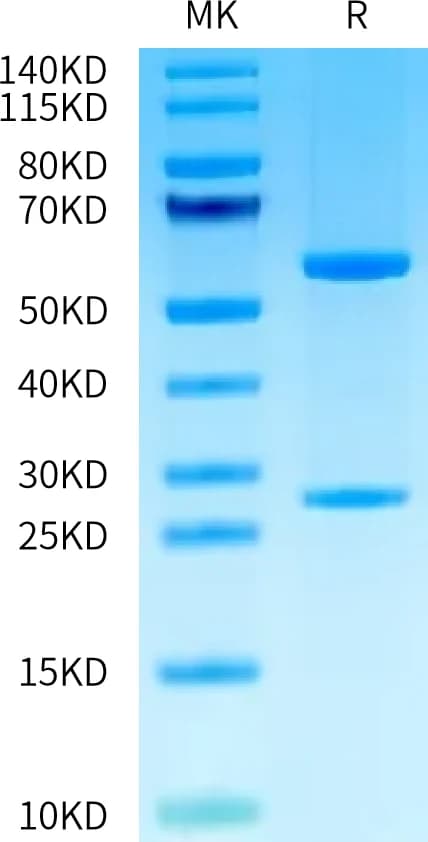 Bis-Tris PAGE Data