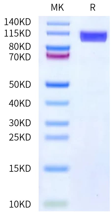 Bis-Tris PAGE Data