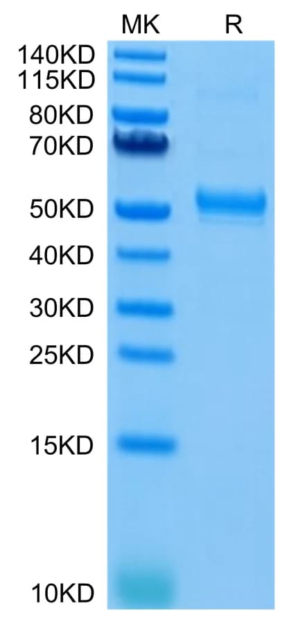 Bis-Tris PAGE Data