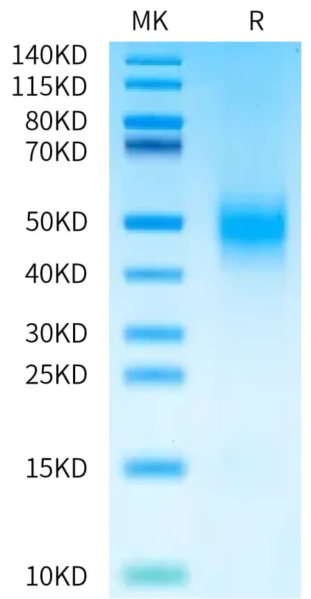 Bis-Tris PAGE Data