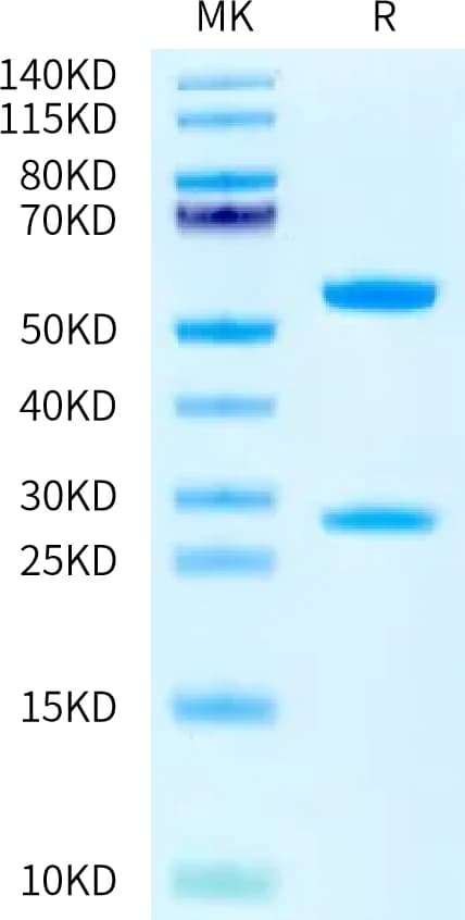 Bis-Tris PAGE Data