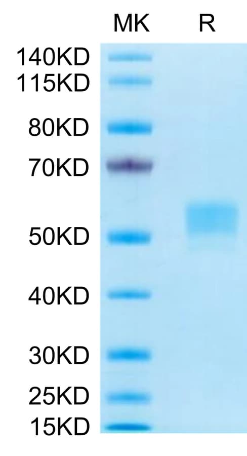 Bis-Tris PAGE Data