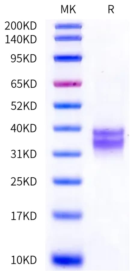 Bis-Tris PAGE Data