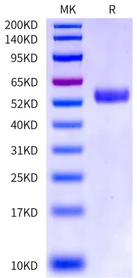 Bis-Tris PAGE Data