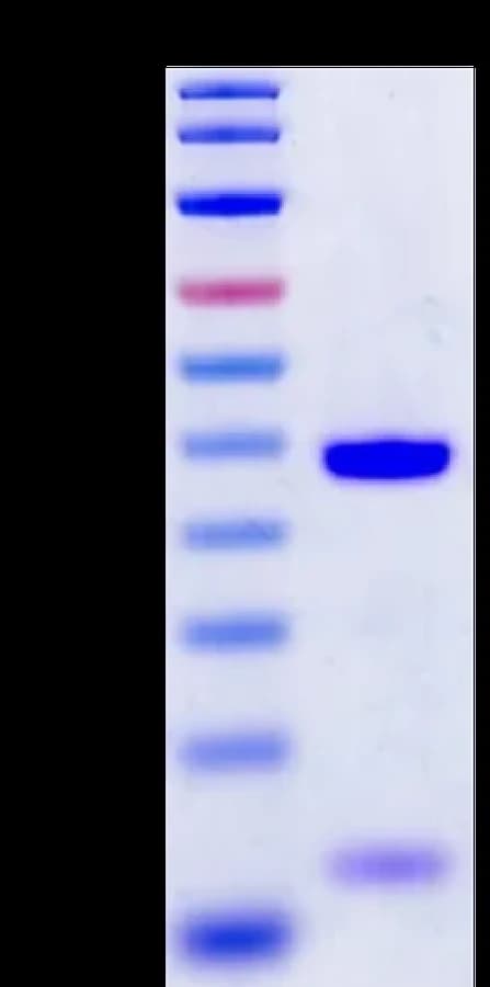 Bis-Tris PAGE Data