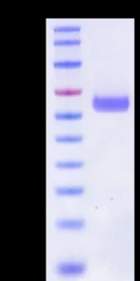 Bis-Tris PAGE Data