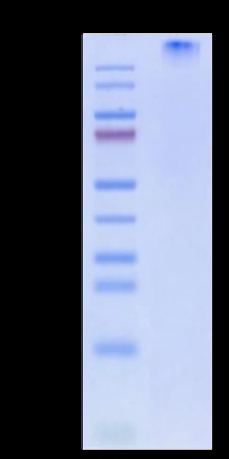 Bis-Tris PAGE Data