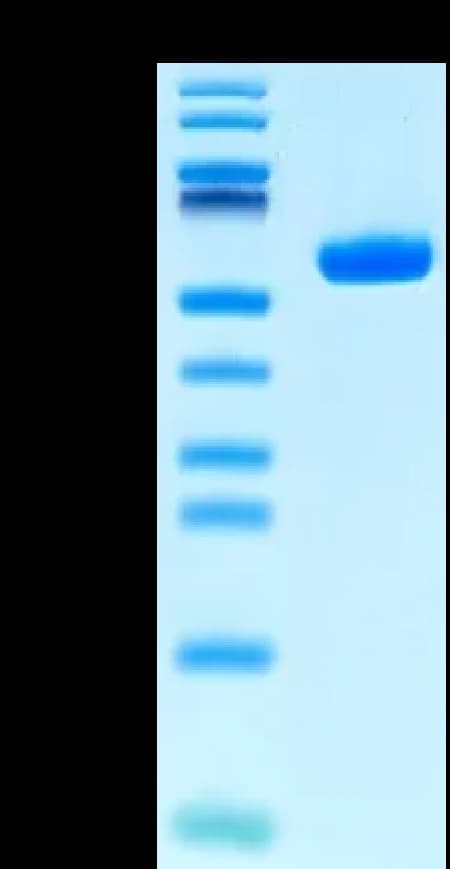 Bis-Tris PAGE Data