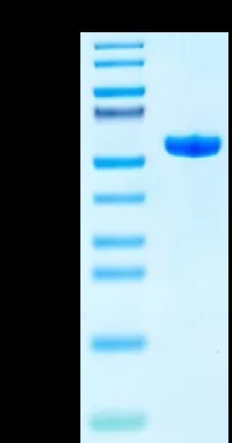 Bis-Tris PAGE Data