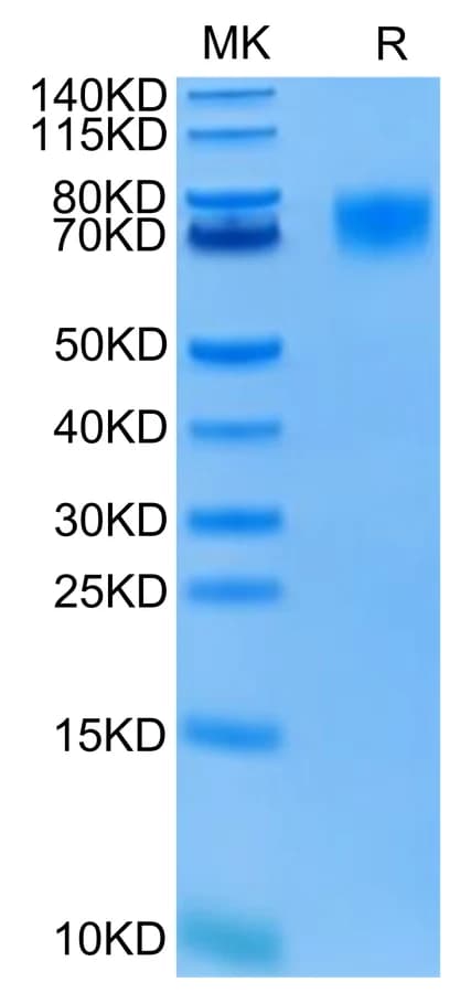 Bis-Tris PAGE Data