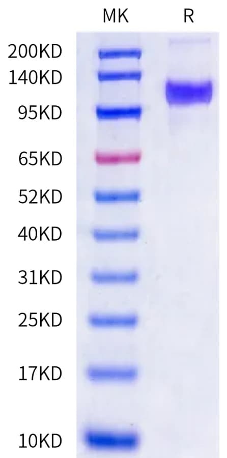 Bis-Tris PAGE Data