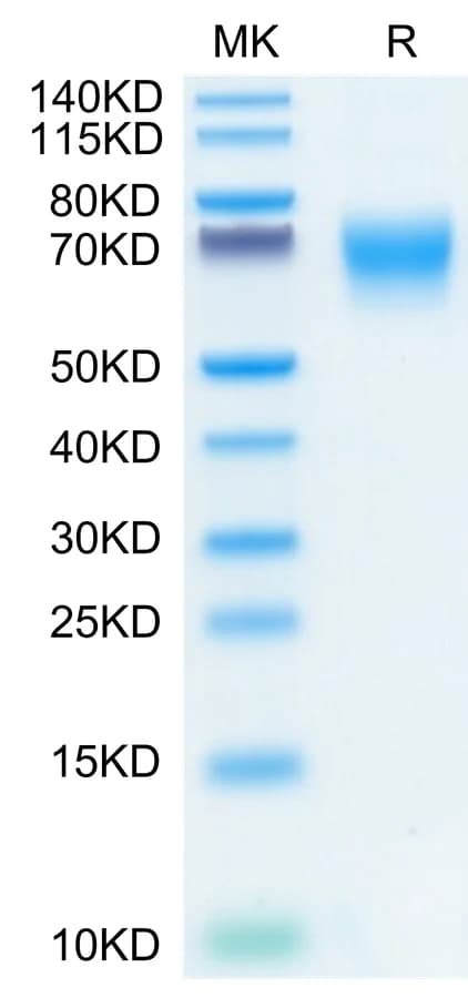 Bis-Tris PAGE Data