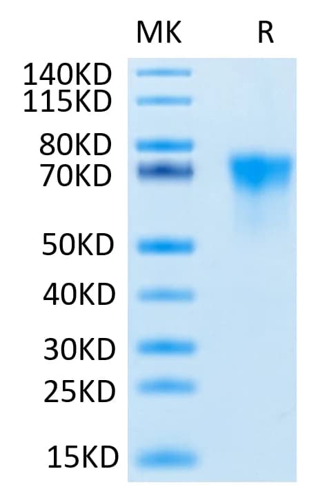 Bis-Tris PAGE Data