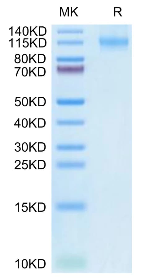 Bis-Tris PAGE Data