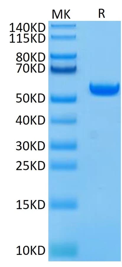 Bis-Tris PAGE Data
