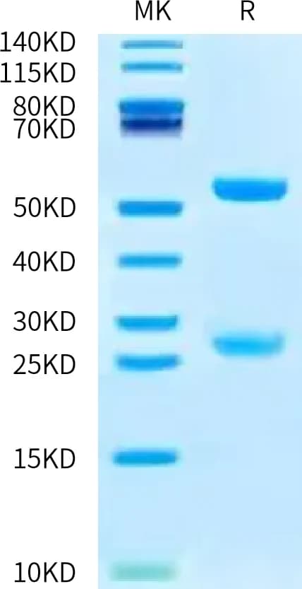Bis-Tris PAGE Data