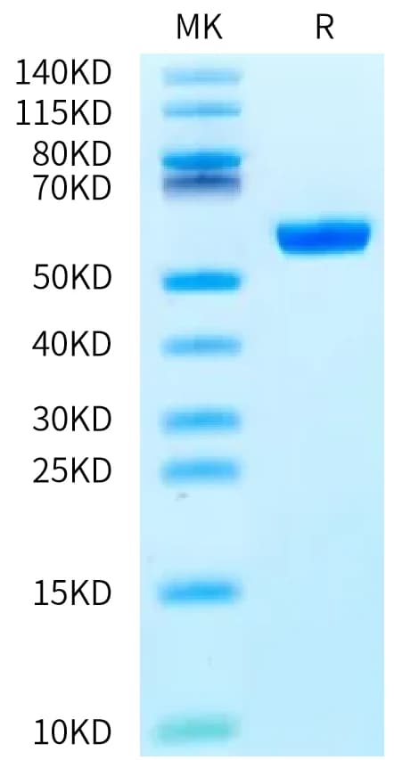 Bis-Tris PAGE Data